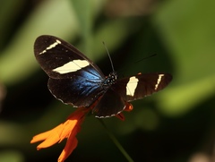 Heliconius sara