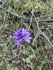 Dichelostemma congestum