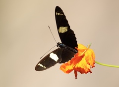 Heliconius sara