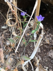 Convolvulus pentapetaloides