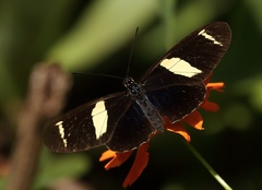 Heliconius sara