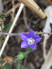 Convolvulus pentapetaloides