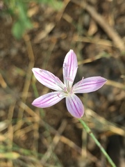 Dianthus strictus