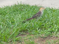 Guira guira