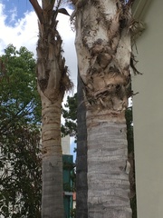 Syagrus romanzoffiana