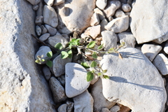 Carlowrightia torreyana