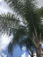 Syagrus romanzoffiana