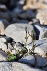 Carlowrightia torreyana