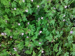 Geranium robertianum