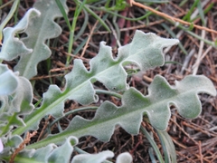 Matthiola sinuata