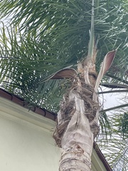 Syagrus romanzoffiana