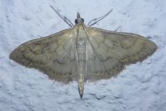 Paratalanta pandalis