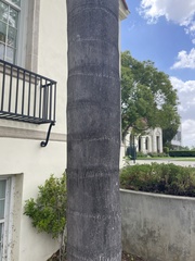 Syagrus romanzoffiana