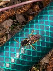 Nomada goodeniana