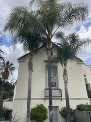 Syagrus romanzoffiana