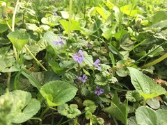 Glechoma hederacea