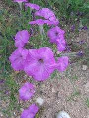Ipomoea ternifolia