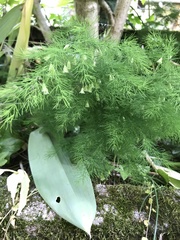 Asparagus tenuifolius