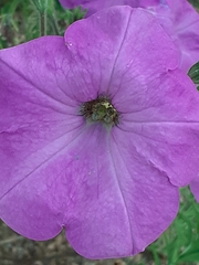 Ipomoea ternifolia