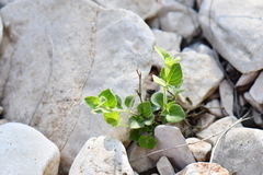 Carlowrightia torreyana