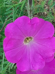 Ipomoea ternifolia