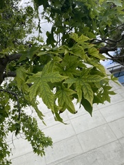 Liquidambar styraciflua