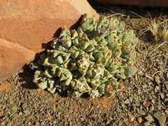 Stomatium resedolens