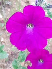 Ipomoea ternifolia