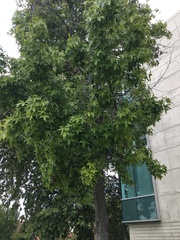 Liquidambar styraciflua