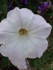 Ipomoea ternifolia