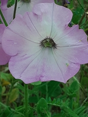 Ipomoea ternifolia