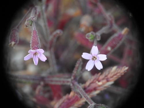 Image of Silene sedoides by (c) Yves Bas, some rights reserved (CC BY)