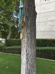 Liquidambar styraciflua