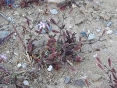 Silene sedoides