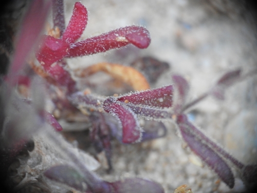 Image of Silene sedoides by (c) Yves Bas, some rights reserved (CC BY)