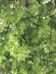 Liquidambar styraciflua