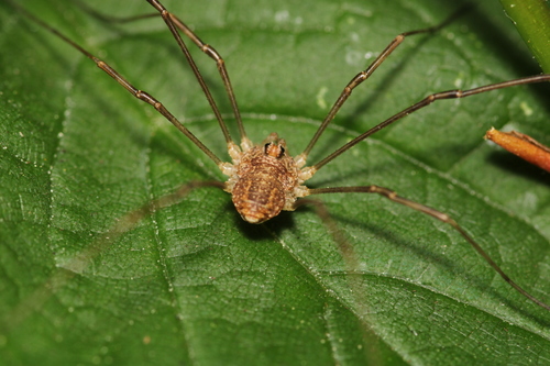 Spring Harvestman, Castricum, Nederland, photo 5 of 10