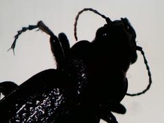 Calosoma cancellatum