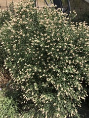 Leuzea repens