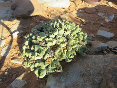 Stomatium resedolens