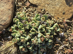 Stomatium resedolens