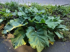 Arctium lappa