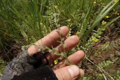 Rochelia retorta