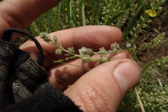 Rochelia retorta