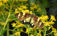 Phaloe cruenta
