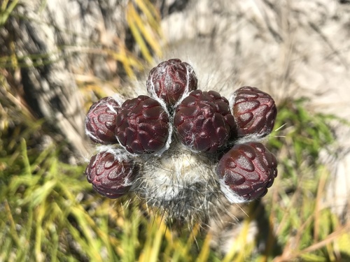 Arrojadoa luetzelburgii (Arrojadoa luetzelburgii)