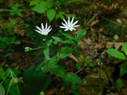 star chickweed