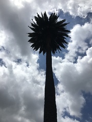 Phoenix canariensis