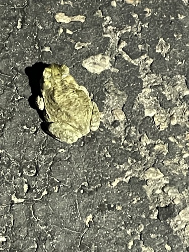 iNaturalist observation photo of Red-spotted Toad