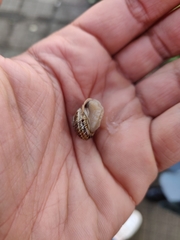 Marmorana serpentina